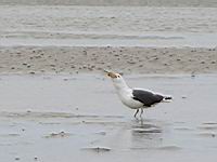 Goeland Marin (Photo F. Mrugala) (2)